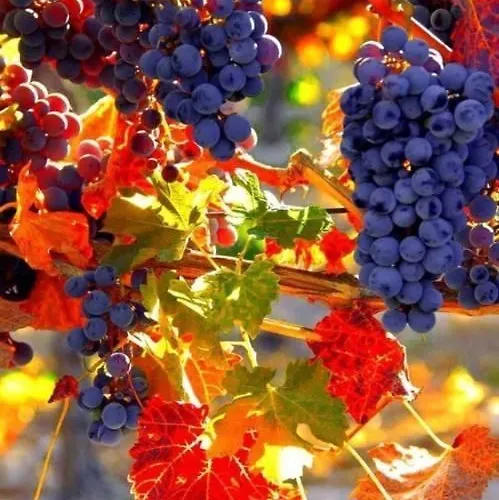 Appartement M-loft Merangardenvilla Merano